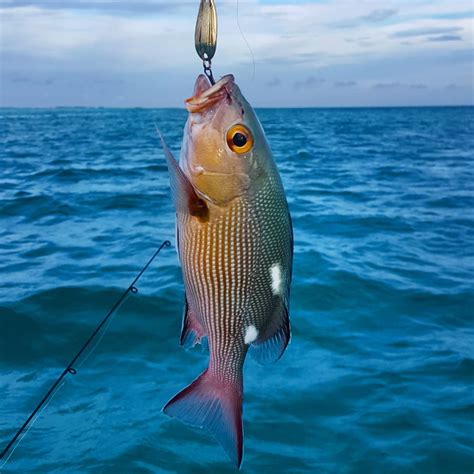 Juvenile Lutjanus Bohar Also Known As Red Snapper Bohar Snapper Red