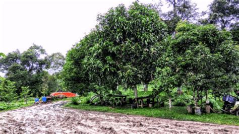 No use of harmful pesticides, fertilisers or growth hormones. By Theme - Durian Tour