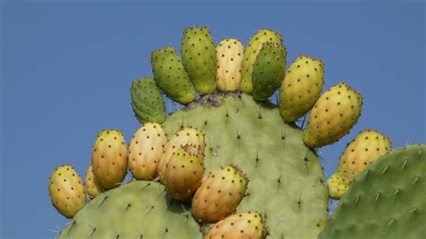 Prickly Pears Free Stock Photo Public Domain Pictures