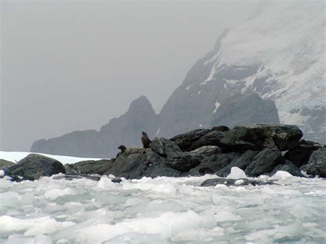 Antartide Cruise Visiting Elephant Island Sulla Zodiacs