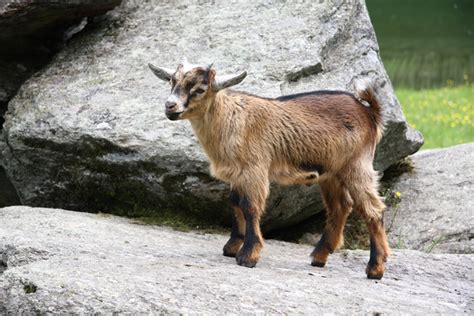 Young goats are called kids. Farm Health Online - Animal Health and Welfare Knowledge ...