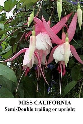 Guide to growing california fuchsia, zauschneria, and hummingbird flower. Fuchsia 'Miss California' in the Fuchsias Database ...