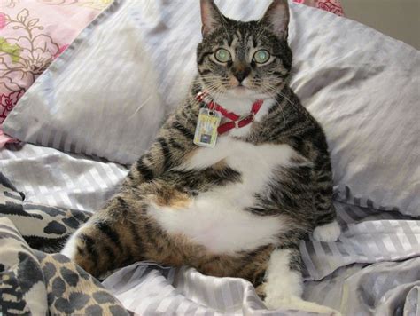Find over 100+ of the best free funny animals images. Top 20 Funny Animal Photos Of The Year (20 pics)