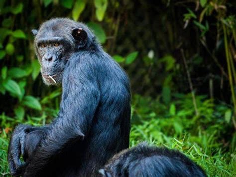 Lo Scimpanz Cosa Mangia Dove Vive Caratteristiche E Curiosit