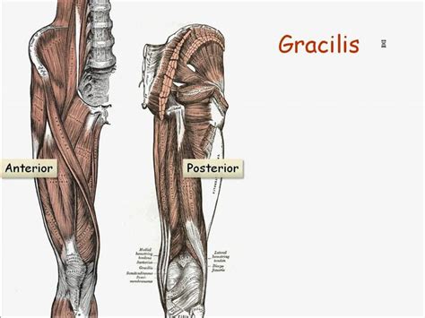 Gastrocnemius (resembles the stomach) and trapezius (resembles a trapezoid or. Muscle Names Have Meaning | Muscle names, How to study anatomy, Anatomy and physiology