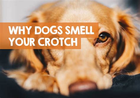 Why Do Dogs Smell Your Crotch Area And Privates Obsessively