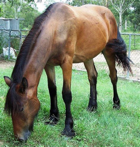 All About Horses Information About The Australian Draught Horse