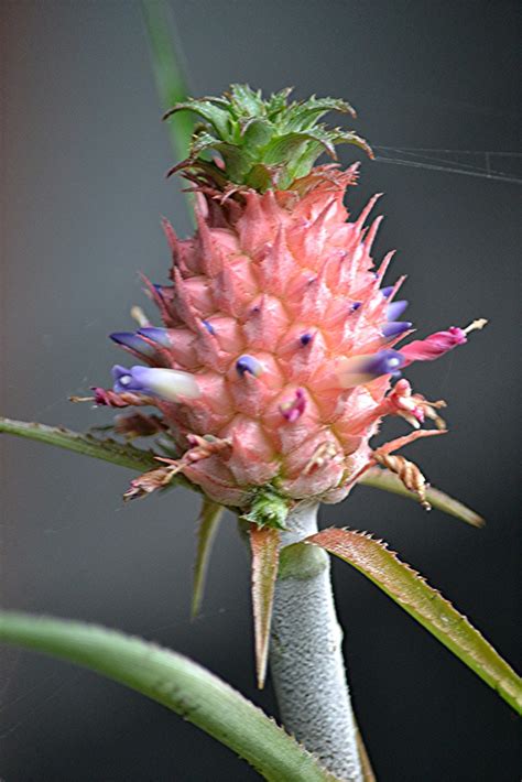 Mini Pineapple Erupting In Tiny Pink And Purple Flowers Flickr