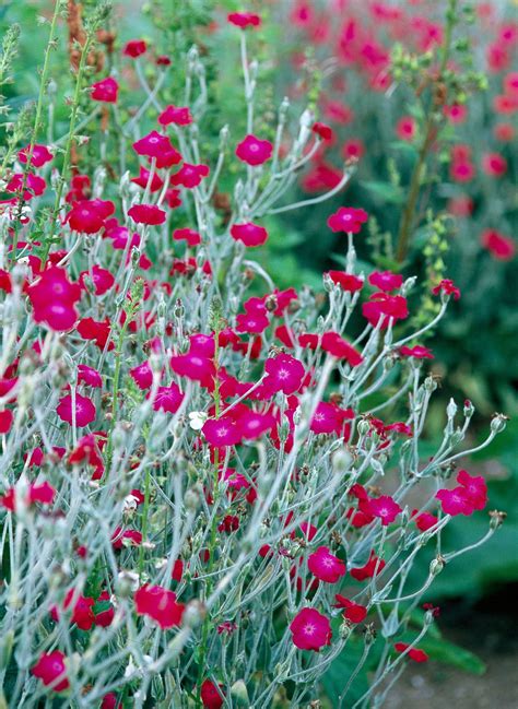 19 Plants With Silver Foliage That Will Help Your Garden Shine