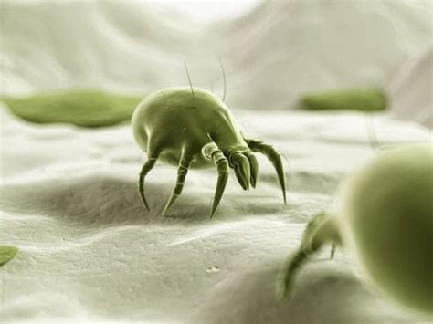 Dust Mites Kill Them Safely And Naturally Step To Health