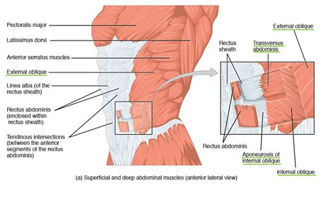 Abdominal Und Thoraxmuskulatur Anatomie Des Rumpfes