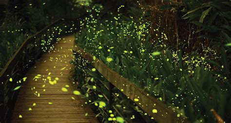 Fireflies in the garden is a fraught family drama that shows us the same family in past and present, 22 years apart. 'Silent Sparks' illuminates fascinating world of fireflies ...