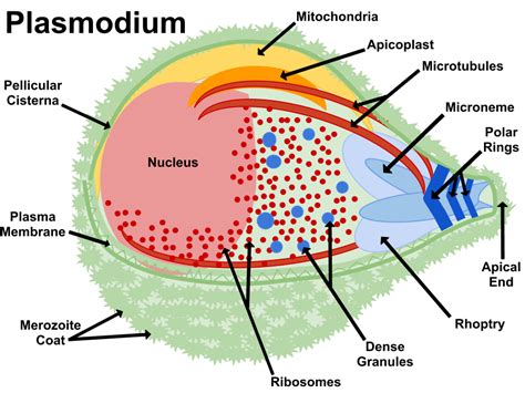File:Plasmodium.png - Wikimedia Commons