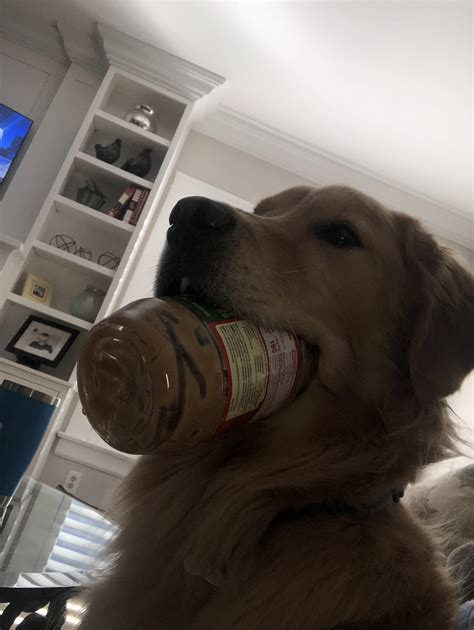Can You Give Your Dog Peanut Butter Online