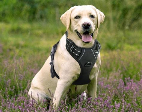 The 5 Best Harnesses For Large Dogs