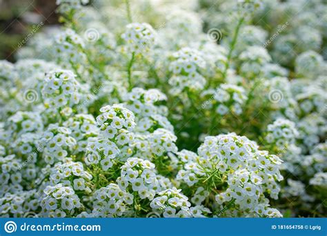 Flowers Are Alyssum Close Up Stock Photo Image Of Flower Fragrant