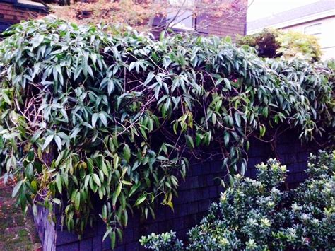 13 Best Evergreen Climbers Evergreen Clematis Evergreen Vines