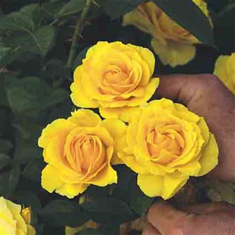 Doris Day Floribunda Rose Floribunda Roses Edmunds Roses