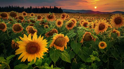 Download Wallpaper 3840x2160 Sunflowers Flowers Field Forest 4k Uhd