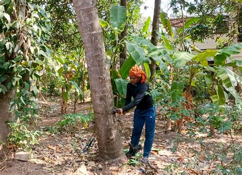 Humayuns Climb Up The Coconut Tree