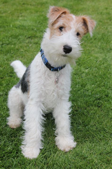 Wire Fox Terrier Dog Breed History And Some Interesting Facts