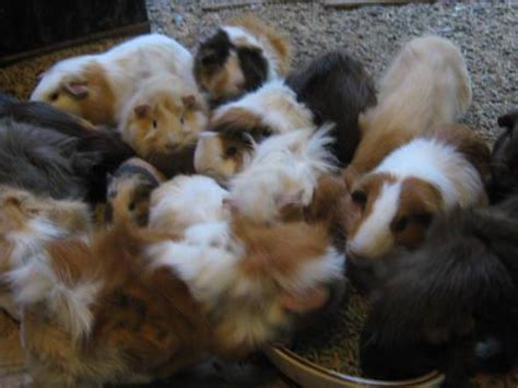 Guinea Pigs For Sale Each For Sale In Maurepas Louisiana