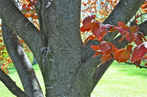 Copper Or Purple Beech A Tree Worth Waiting For A Way To Garden