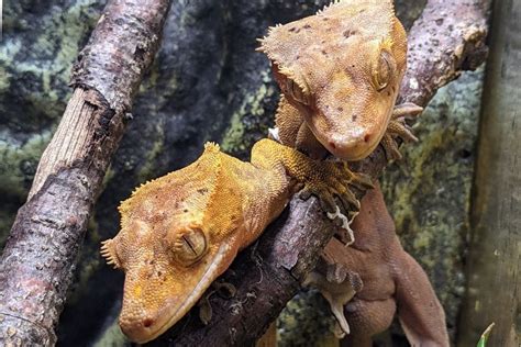 How To Sex Crested Geckos With Pictures