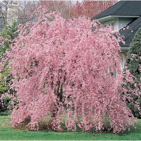 Shop 728 Gallon Double Flowering Weeping Cherry Feature Tree L10580