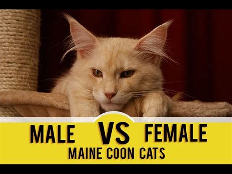 Male Vs Female Maine Coon Cat