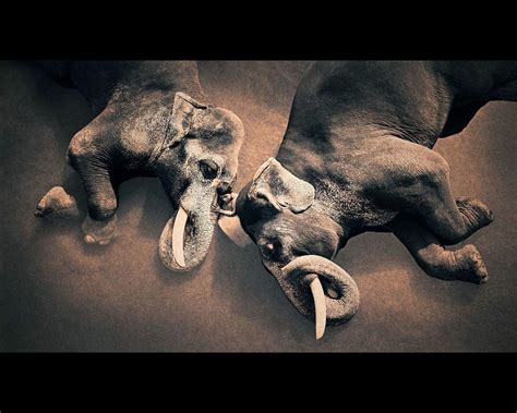 Ashes And Snow Asian Elephant Elephant Love Gregory Colbert