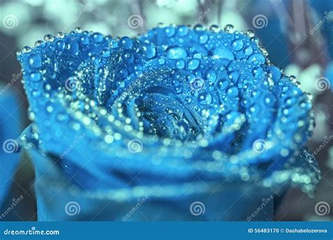 Blue Rose With Water Drops Stock Photo Image Of Cool 56483170