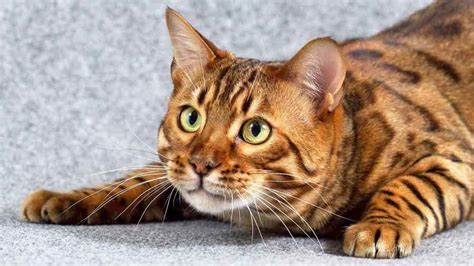 Even with this, however, they are still vastly. Bengal - Price, Personality, Lifespan