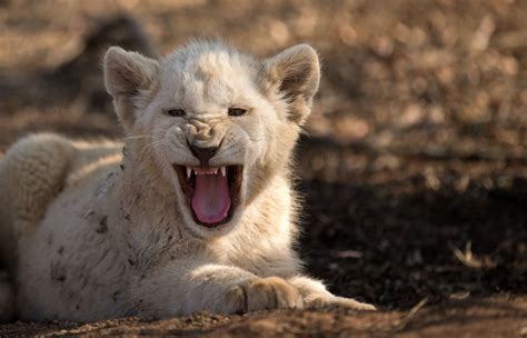 21 White Lion Wallpapers Hd High Quality