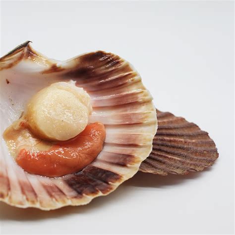 Vieira de Galicia - Mariskito