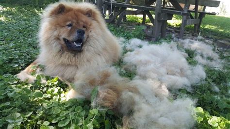 Dog Shedding 15 Dog Breeds That Shed The Most