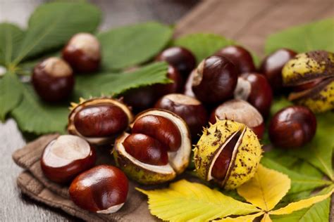 Anleitungen zum kastanien basteln im herbst. Hausmittel: Das kannst du alles aus Kastanien machen