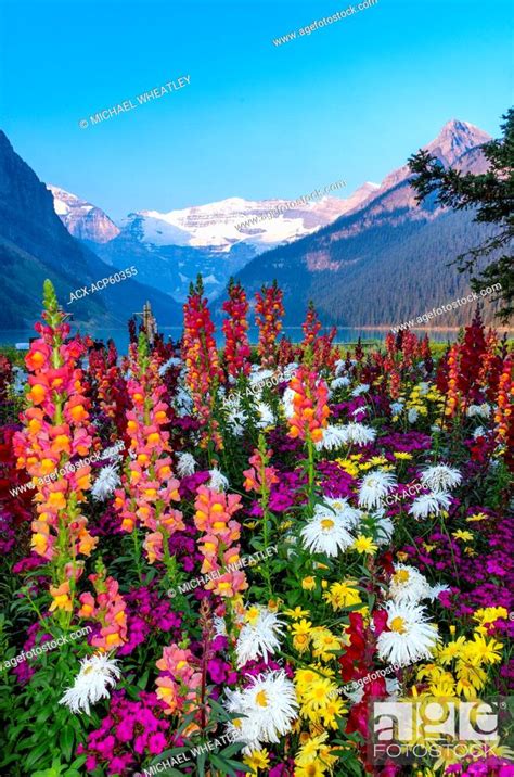 National Flower Of Alberta Canada Best Flower Site