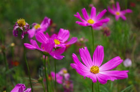 Flower Growing Zones Cosmos Flower Pictures Free
