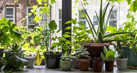 How To Grow Your Own Windowsill Garden Inhabitat Green Design