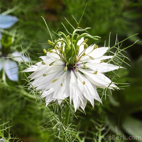Flower Nigella Love In A Mist White Premier Seeds Direct