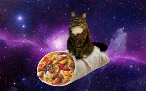 Cat Burrito In Space Burrito Walls