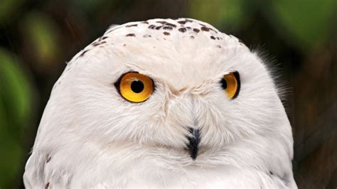 owl, Look, Eyes, White, Cute, Bird Wallpapers HD / Desktop and Mobile 