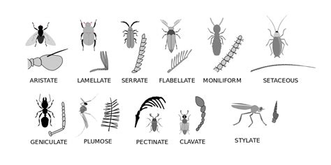 De Ins En Outs Van Een Insect S Anatomie Welkom Wildlife Marjolein