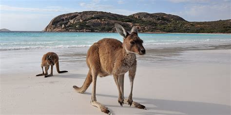 Kangaroo Island Sa Inspired Adventures