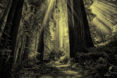 Forest Sunbeams Black And White By Greg Norrell