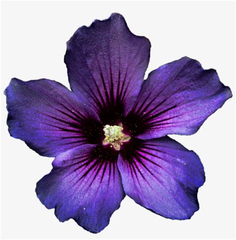 Hibiscus Transparent Purple Dark Purple Flower Png Transparent PNG