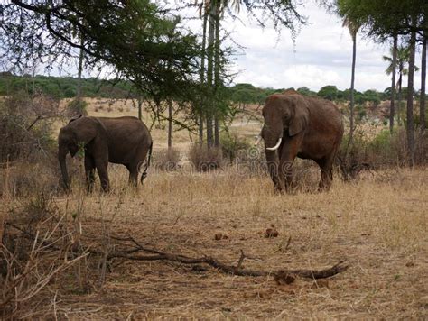 Elephants On Tarangiri Ngorongoro Safaris In Africa Stock Photo Image