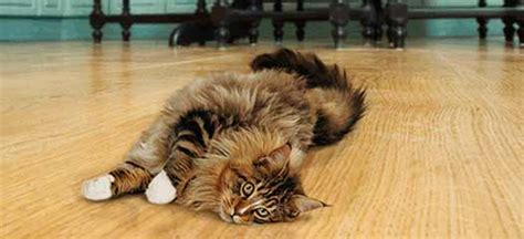 Instead, you find yourself in the uncomfortable unknown, where your. How Long Can Cats Live Without Food and Water? | Cats Are ...