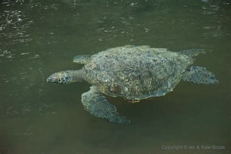 A Sparkling Green Carapace The Galapagos Green Turtle Flickr